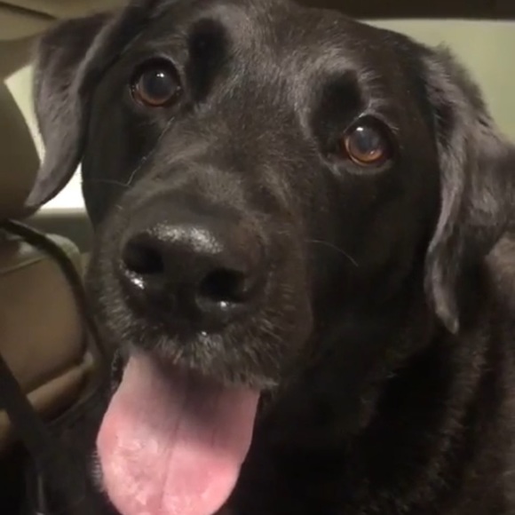 Meet your Posher, Tammy - Picture 3 of 4